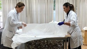 Deux restauratrices en blouse blanche étendent un tissu de protection sur une œuvre